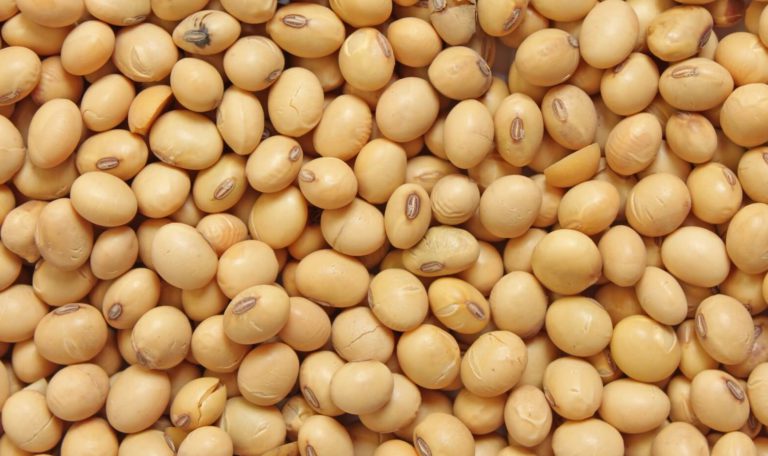 Soybean - Produce